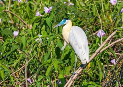 Capped Heron © Luis Segura