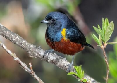Chestnut-bellied Euphonia © Luis Segura