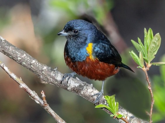 Birding Argentina’s Northeast