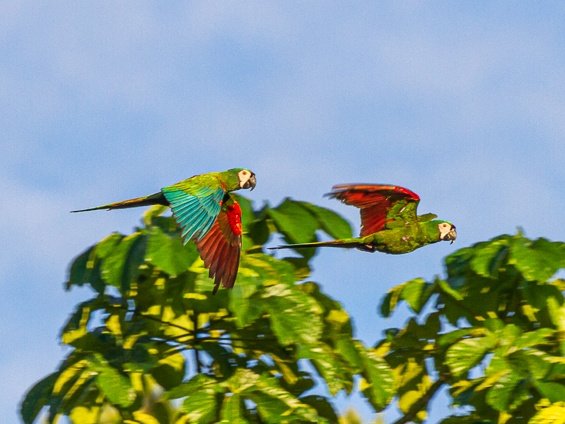 Birds and Wildlife of Southern Peru