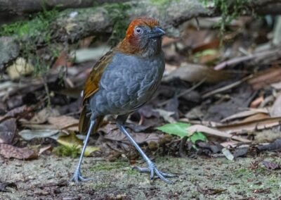 Chestnut-naped Antpitta © Luis Segura