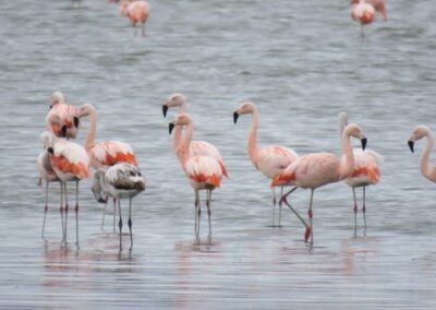 Chilean Flamingo © Nicolás Olejnik