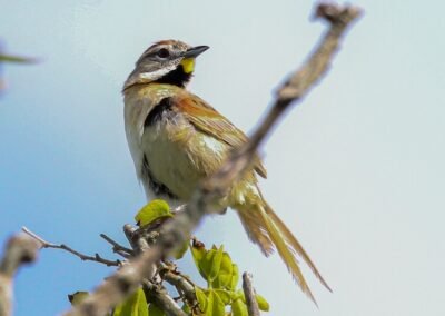 Chotoy Spinetail © Luis Segura