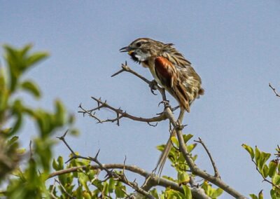 Chotoy Spinetail © Luis Segura