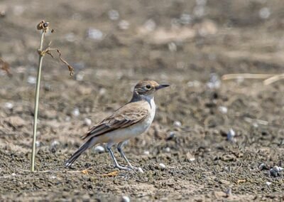 Coastal Miner © Luis Segura