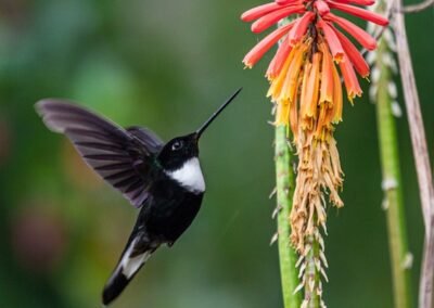 Collared Inca © Luis Segura