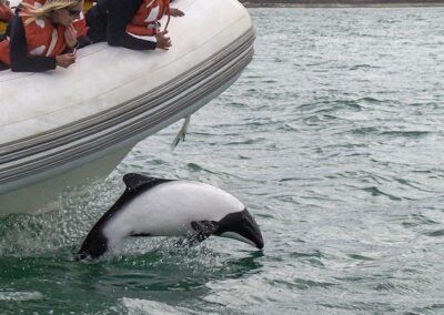 Commerson's Dolphin © Felipe Fernández