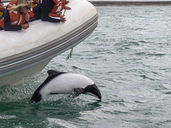 Wildlife of Eastern Patagonia
