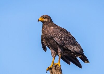 Common Black Hawk © Victor Gamarra Toledo