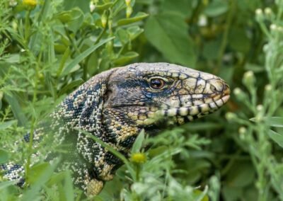 Argentine Black and White Tegu © Nicolás Olejnik