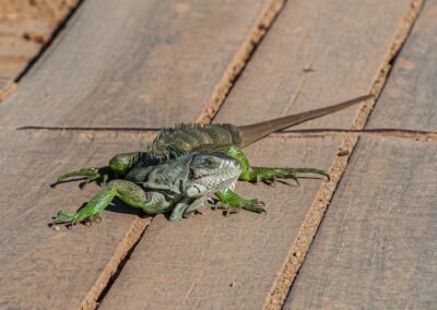 Common Green Iguana © Luis Segura
