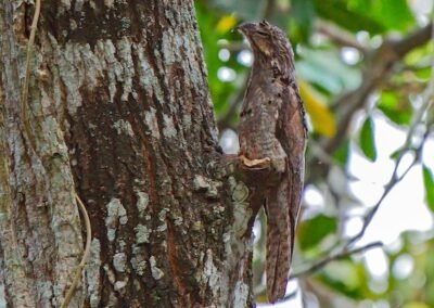 Common Potoo © Pablo Petracci
