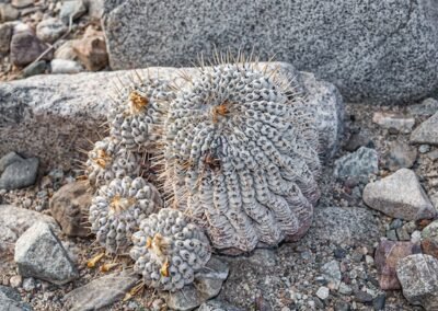 Copiapoa cinerea © Luis Segura