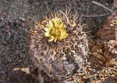 Copiapoa decorticans © Luis Segura