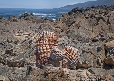 Copiapoa haseltoniana © Luis Segura
