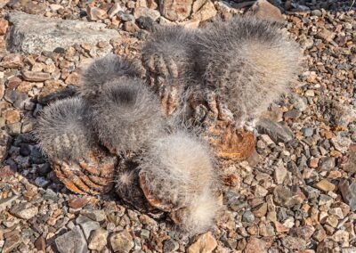 Copiapoa krainziana © Luis Segura
