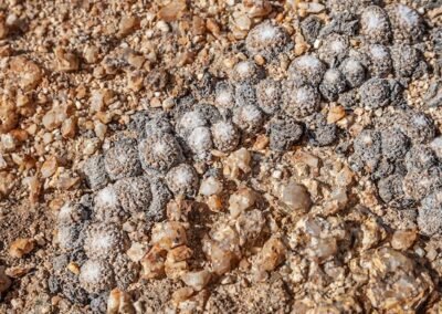 Copiapoa laui © Luis Segura