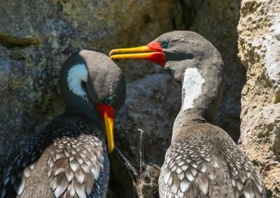 Red-legged Cormorant © Luis Segura