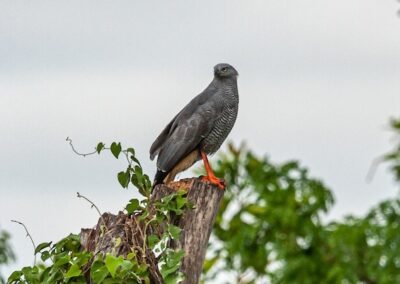 Crane Hawk © Luis Segura