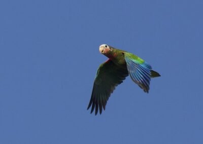 Cuban Amazon © Luis Segura