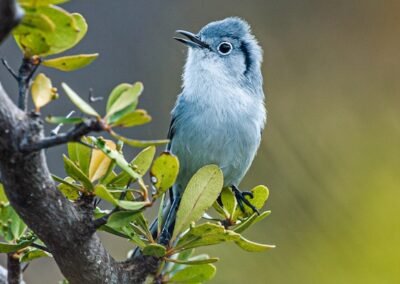 Cuban Gnatcatcher © Luis Segura