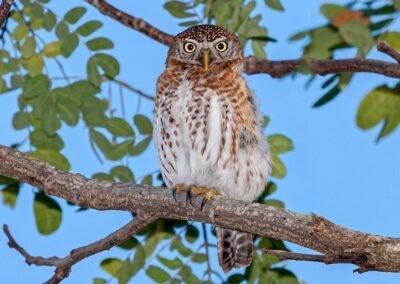 Cuban Pygmy Owl © Luis Segura