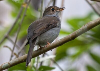 Cuban Solitaire © Luis Segura
