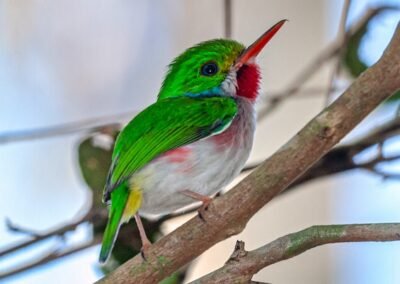 Cuban Tody © Luis Segura