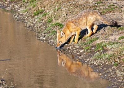 Culpeo Fox © Luis Segura