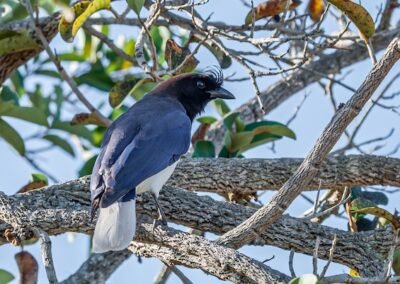 Curl-crested Jay © Luis Segura