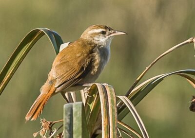 Curve-billed Reedhaunter © Nicolás Olejnik