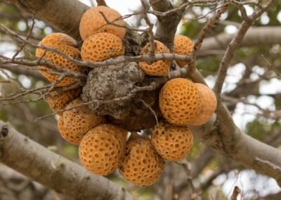 Darwin's Fungus © Esteban Daniels