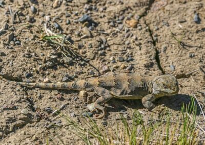 Darwin's Iguana © Luis Segura