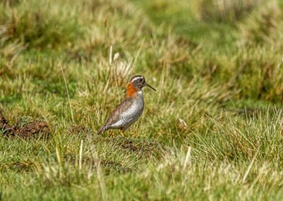 Diademed Sandpiper-Plover © Luis Segura
