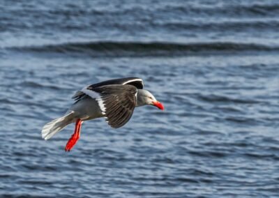 Dolphin Gull © Luis Segura