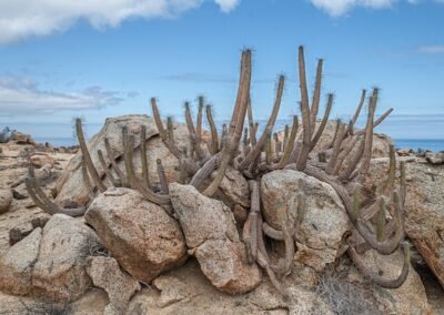 Eulychnia breviflora © Luis Segura