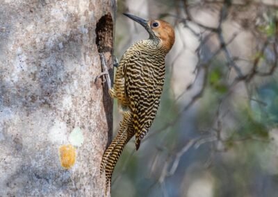Fernandina Flicker © Luis Segura