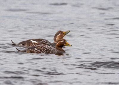 Flying Steamer Duck © Luis Segura