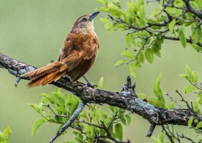 Freckle-breasted Thornbird © Luis Segura