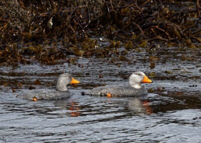 Fuegian Steamer Duck © Luis Segura