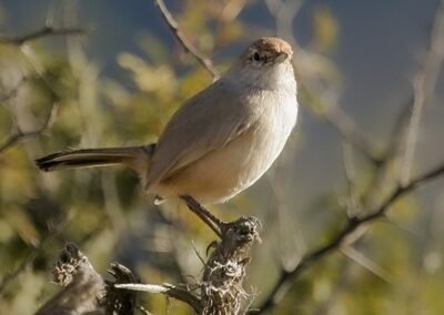 Sandy Gallito © Luis Segura