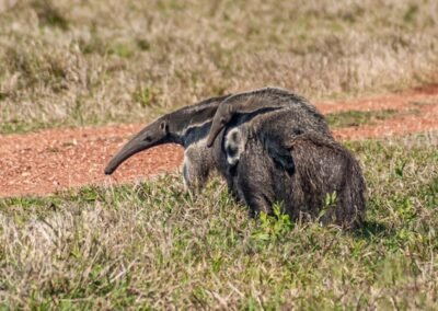 Giant Anteater © Joaquín Cereghetti