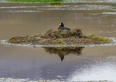 Giant Coot © Luis Segura