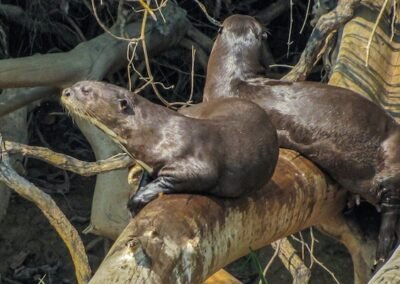 Giant Otter © Lucas Marti