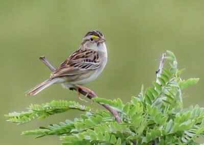 Grassland Sparrow © Nicolás Olejnik