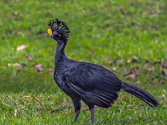 Birds and Wildlife of Guatemala and Belize
