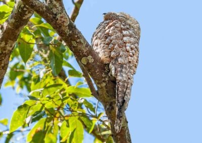 Great Potoo © Luis Segura
