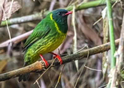 Green-and-black Fruiteater © Luis Segura