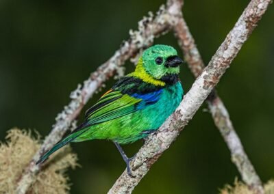 Green-headed Tanager © Luis Segura