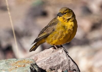 Greenish Yellow Finch © Luis Segura